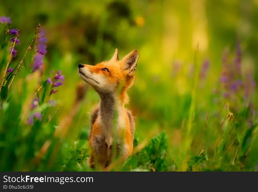 Fox, Wildlife, Red Fox, Mammal