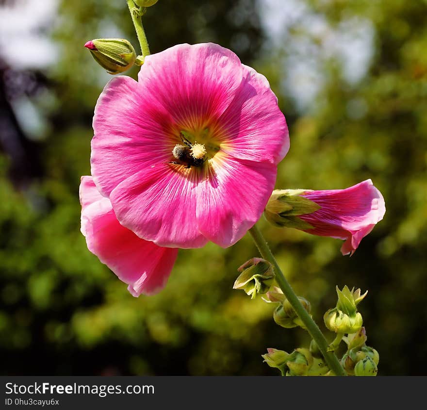 Flower, Plant, Flowering Plant, Flora