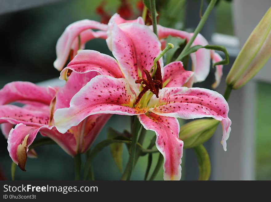 Flower, Lily, Plant, Pink