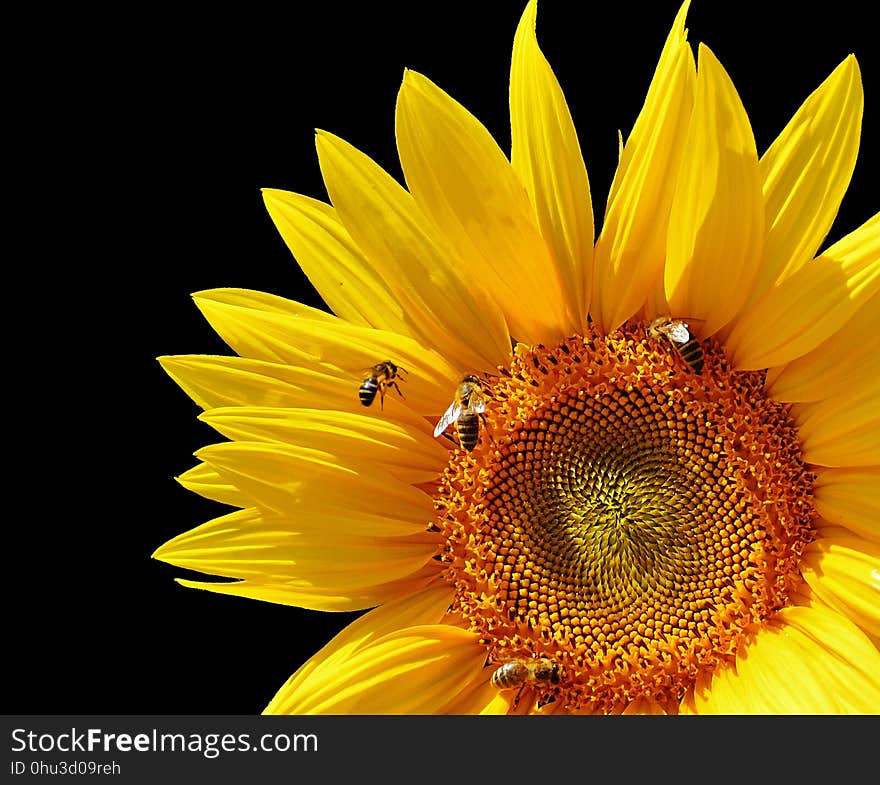 Flower, Sunflower, Yellow, Sunflower Seed