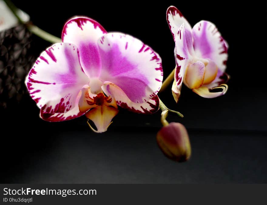 Flower, Flowering Plant, Plant, Pink