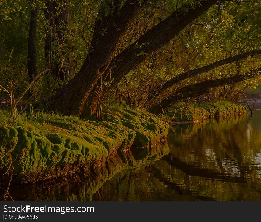 Reflection, Water, Nature, Vegetation