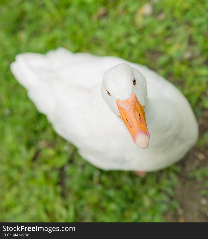 Beak, Bird, Water Bird, Ducks Geese And Swans