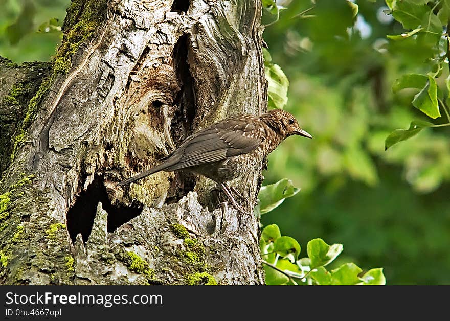 Bird, Ecosystem, Fauna, Beak