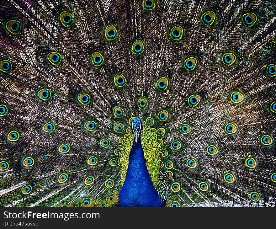 Peafowl, Galliformes, Feather, Organism