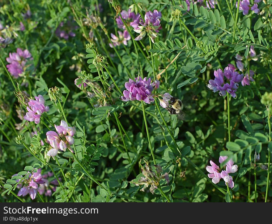 Plant, Flower, Subshrub, Grass