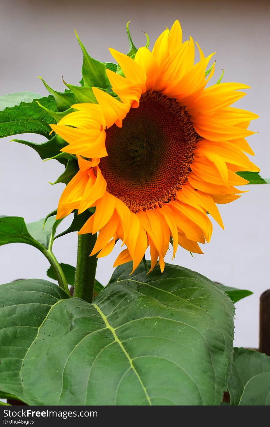 Flower, Sunflower, Flowering Plant, Plant