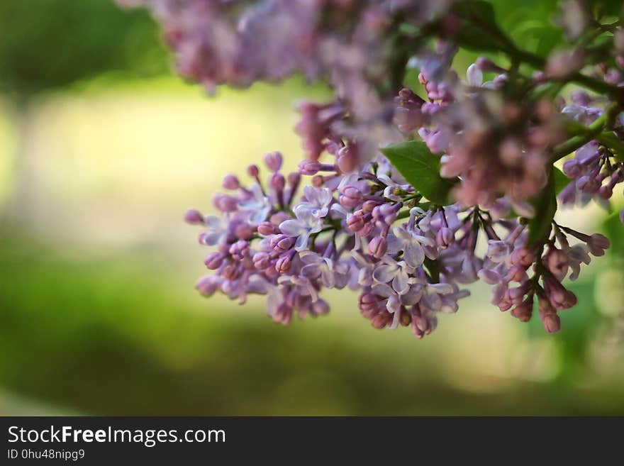 Branch, Lilac, Flower, Spring