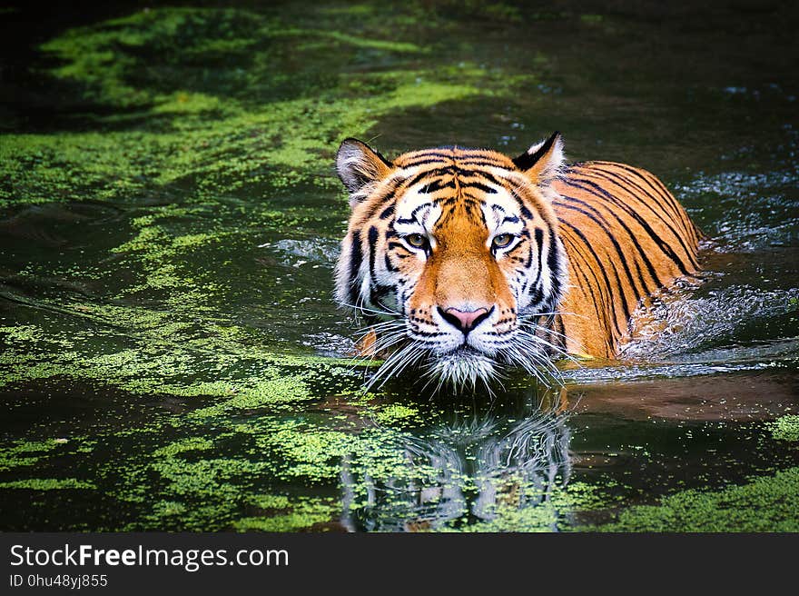 Tiger, Wildlife, Mammal, Fauna