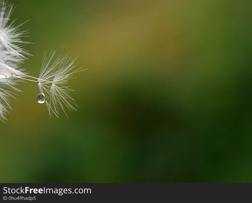 Vegetation, Close Up, Macro Photography, Atmosphere Of Earth