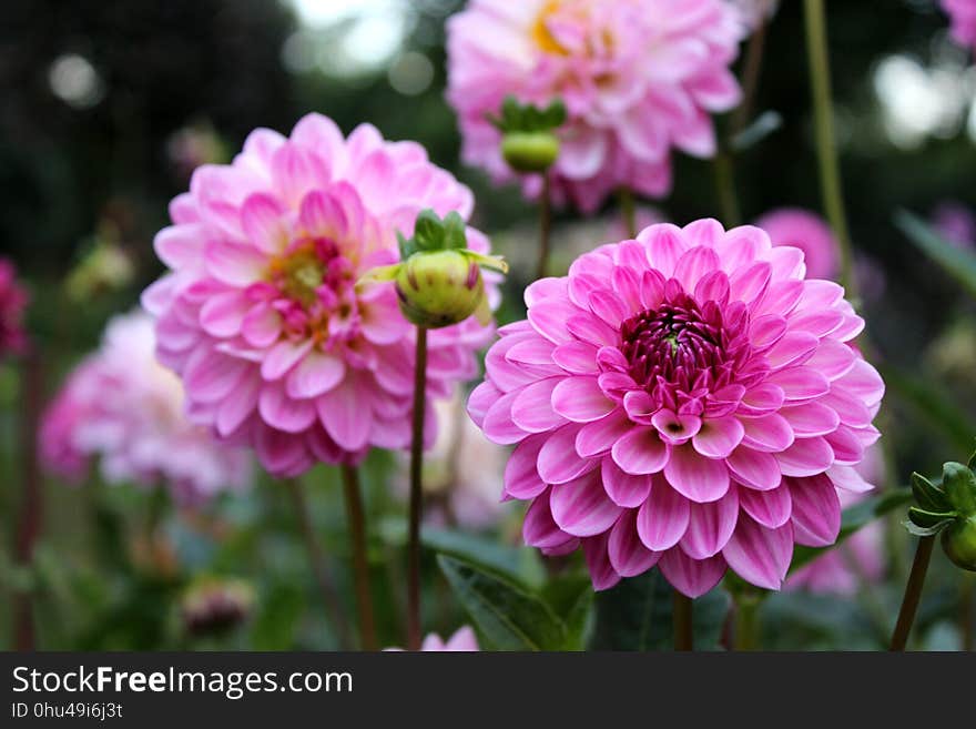 Flower, Pink, Plant, Flowering Plant