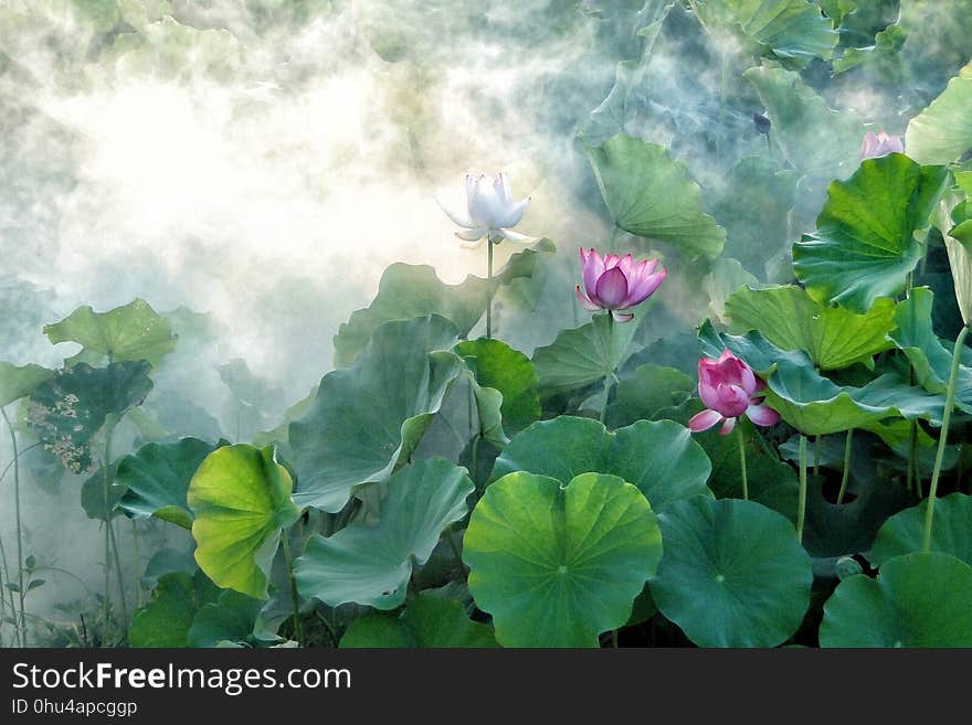 Flower, Plant, Lotus, Sacred Lotus