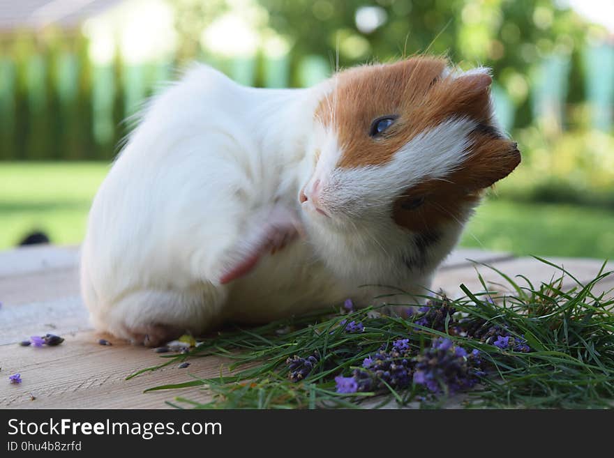 Guinea Pig, Fauna, Whiskers, Rodent