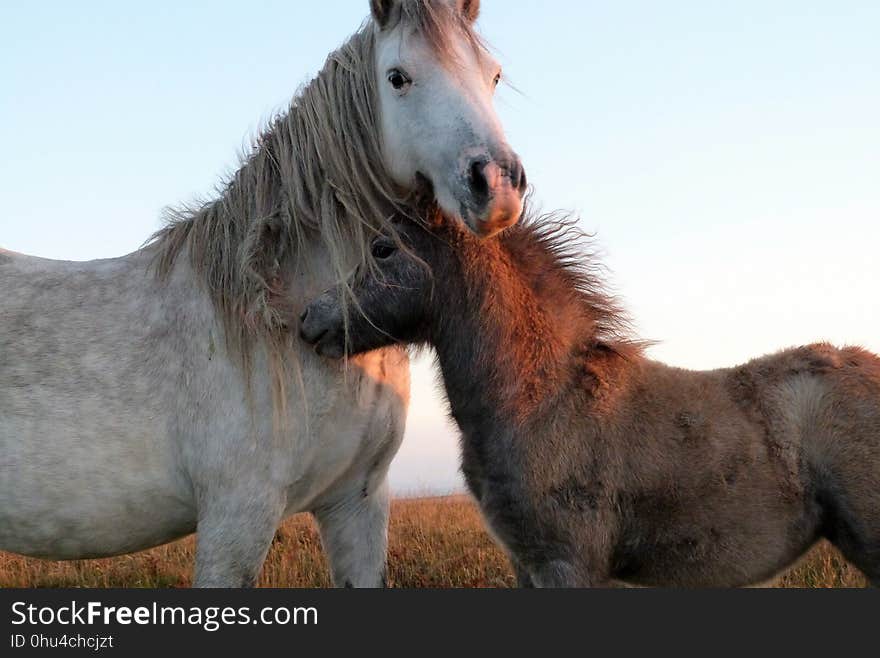 Horse, Horse Like Mammal, Mustang Horse, Mane