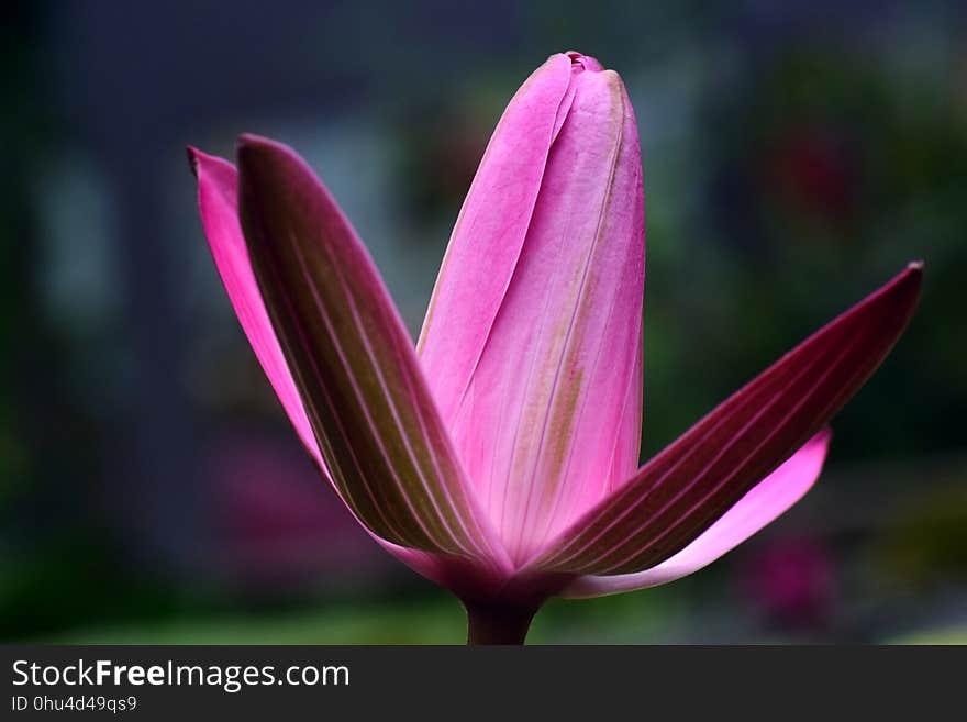 Flower, Plant, Flora, Wildflower