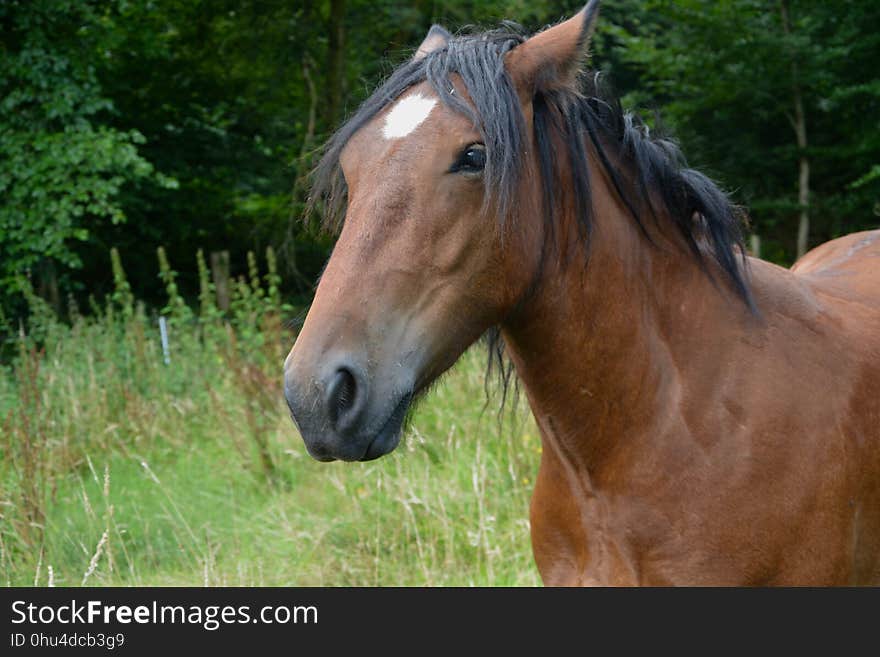 Horse, Mane, Pasture, Bridle