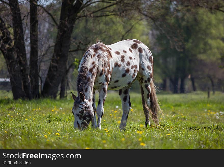 Grassland, Pasture, Horse, Grazing