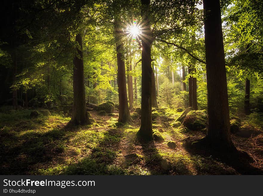 Forest, Woodland, Nature, Ecosystem