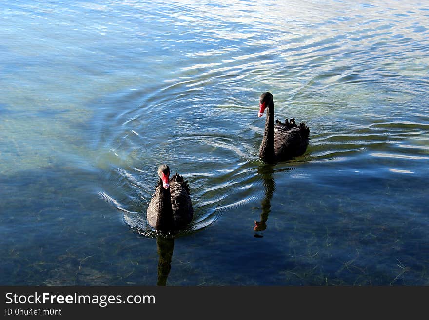 Water, Water Bird, Bird, Ducks Geese And Swans