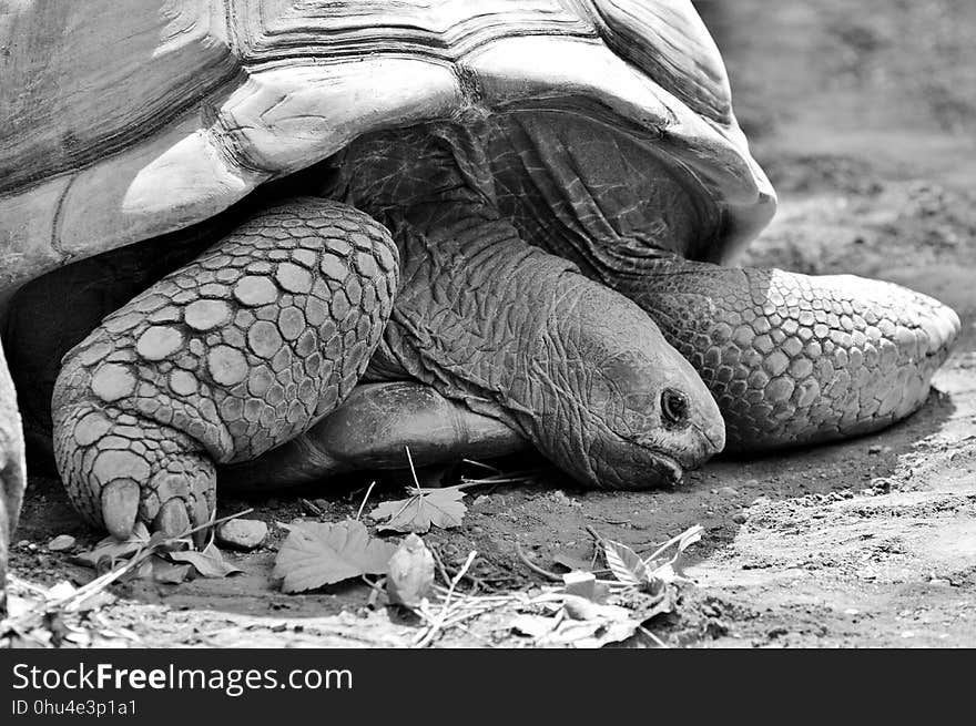 Tortoise, Turtle, Black And White, Fauna