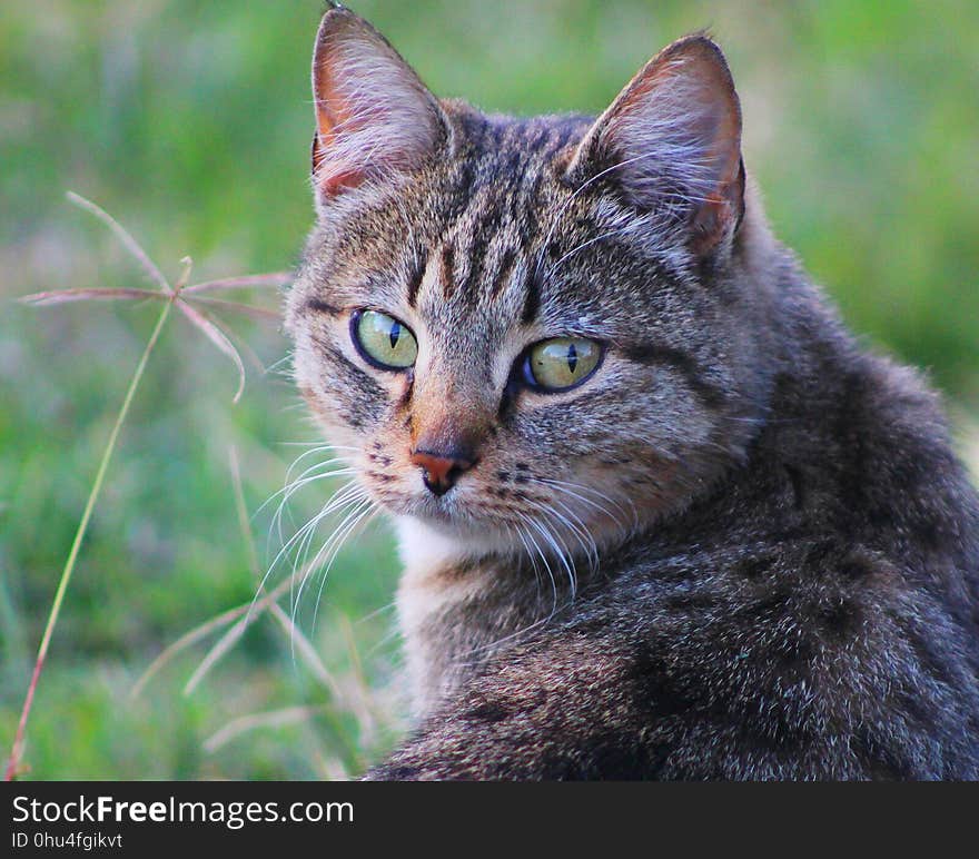 Cat, Whiskers, Fauna, Mammal