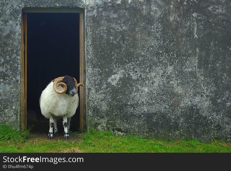 Sheep, Fauna, Grass, Snout