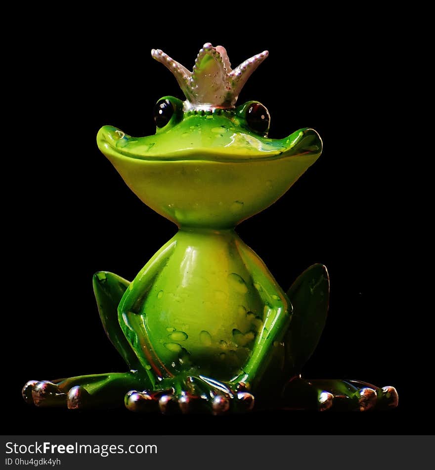 Ranidae, Tree Frog, Frog, Amphibian