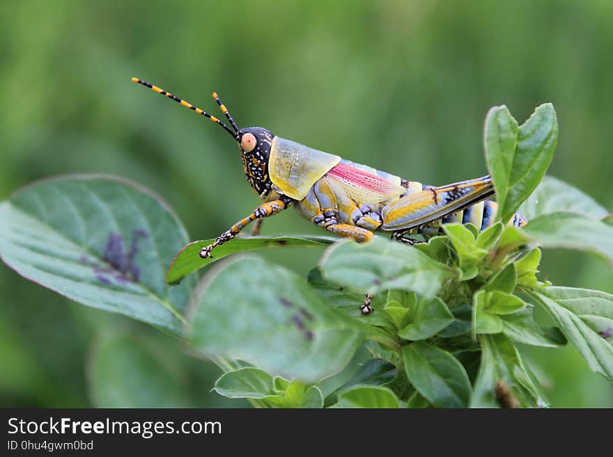 Insect, Grasshopper, Cricket Like Insect, Invertebrate