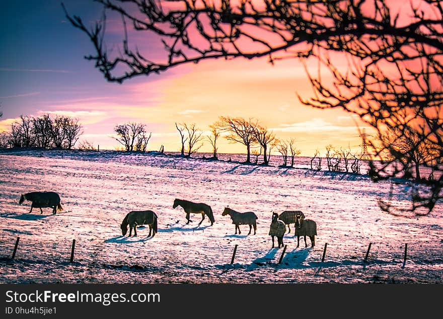 Sky, Tree, Winter, Wildlife