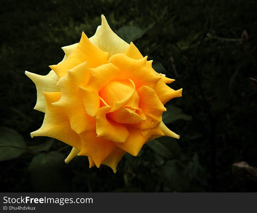 Flower, Yellow, Flora, Rose Family