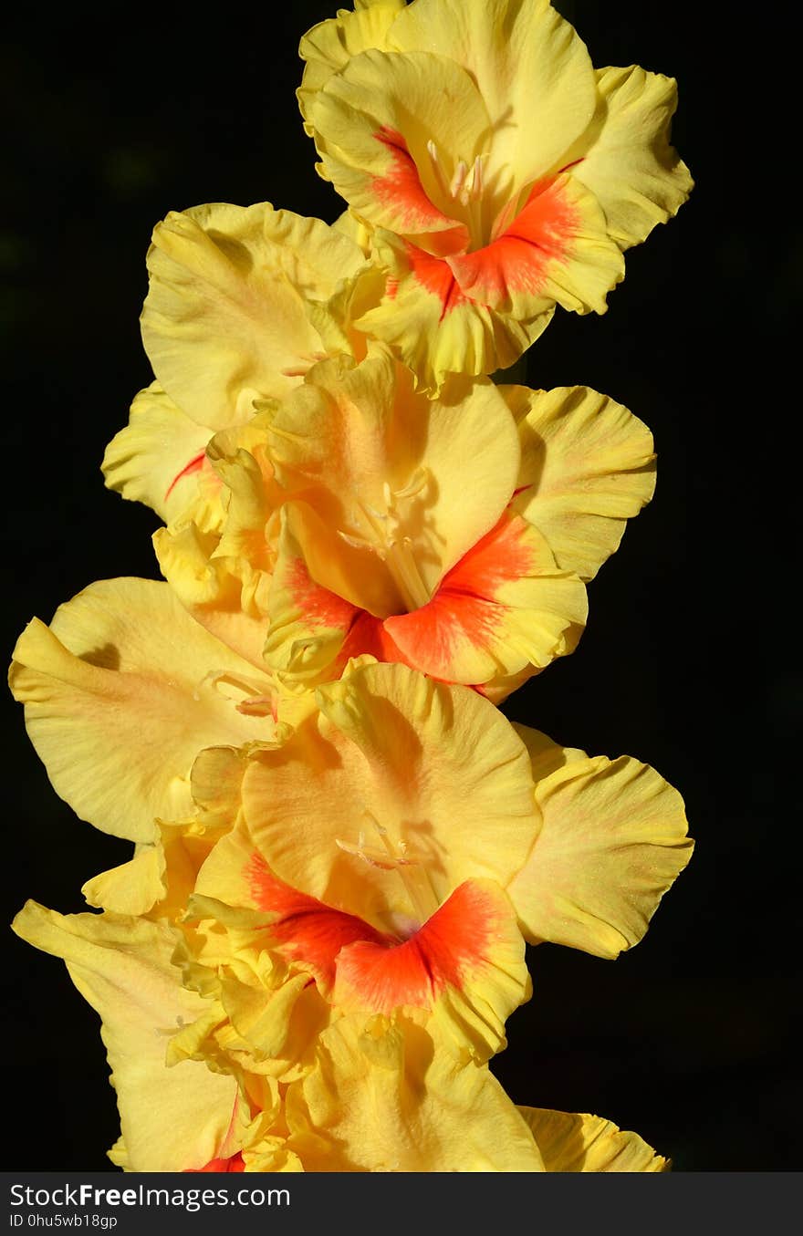 Flower, Flowering Plant, Yellow, Plant