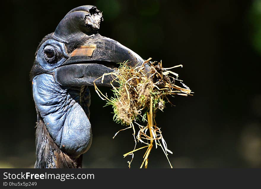 Bird, Beak, Organism, Plant