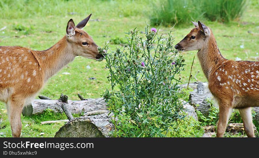 Wildlife, Deer, Fauna, Mammal