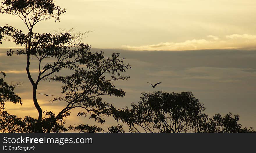 Sky, Ecosystem, Savanna, Branch