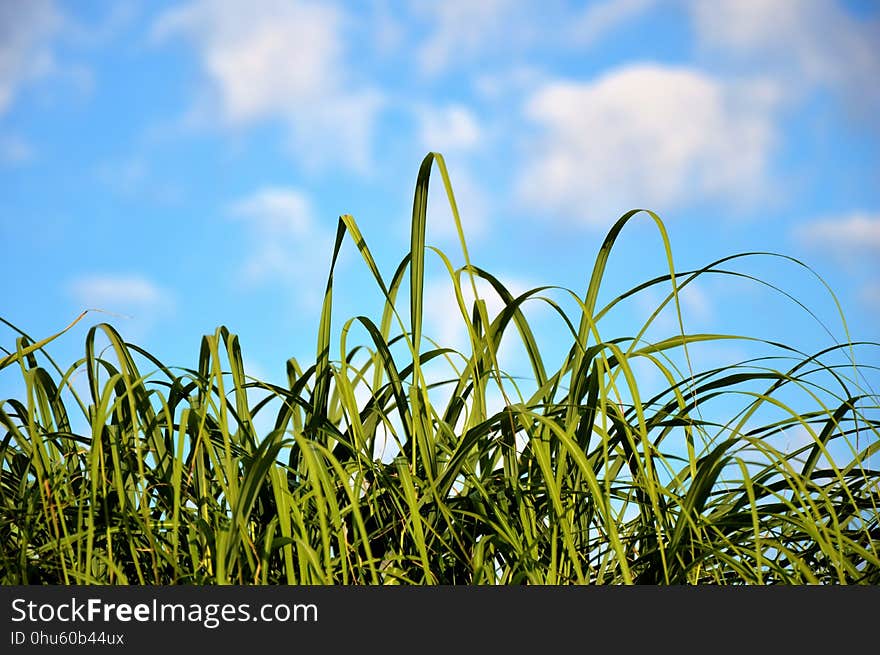 Sky, Grass, Field, Crop