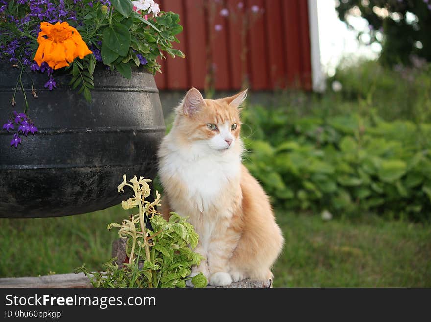 Cat, Small To Medium Sized Cats, Fauna, Whiskers