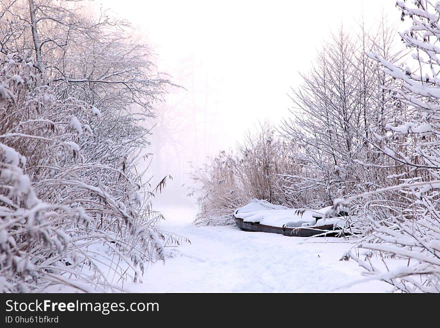 Snow, Winter, Frost, Freezing