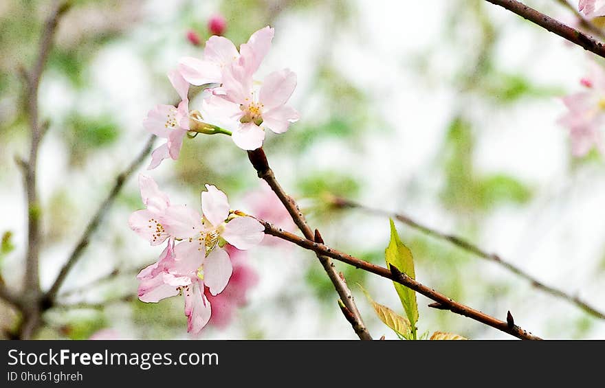 Blossom, Branch, Flower, Pink