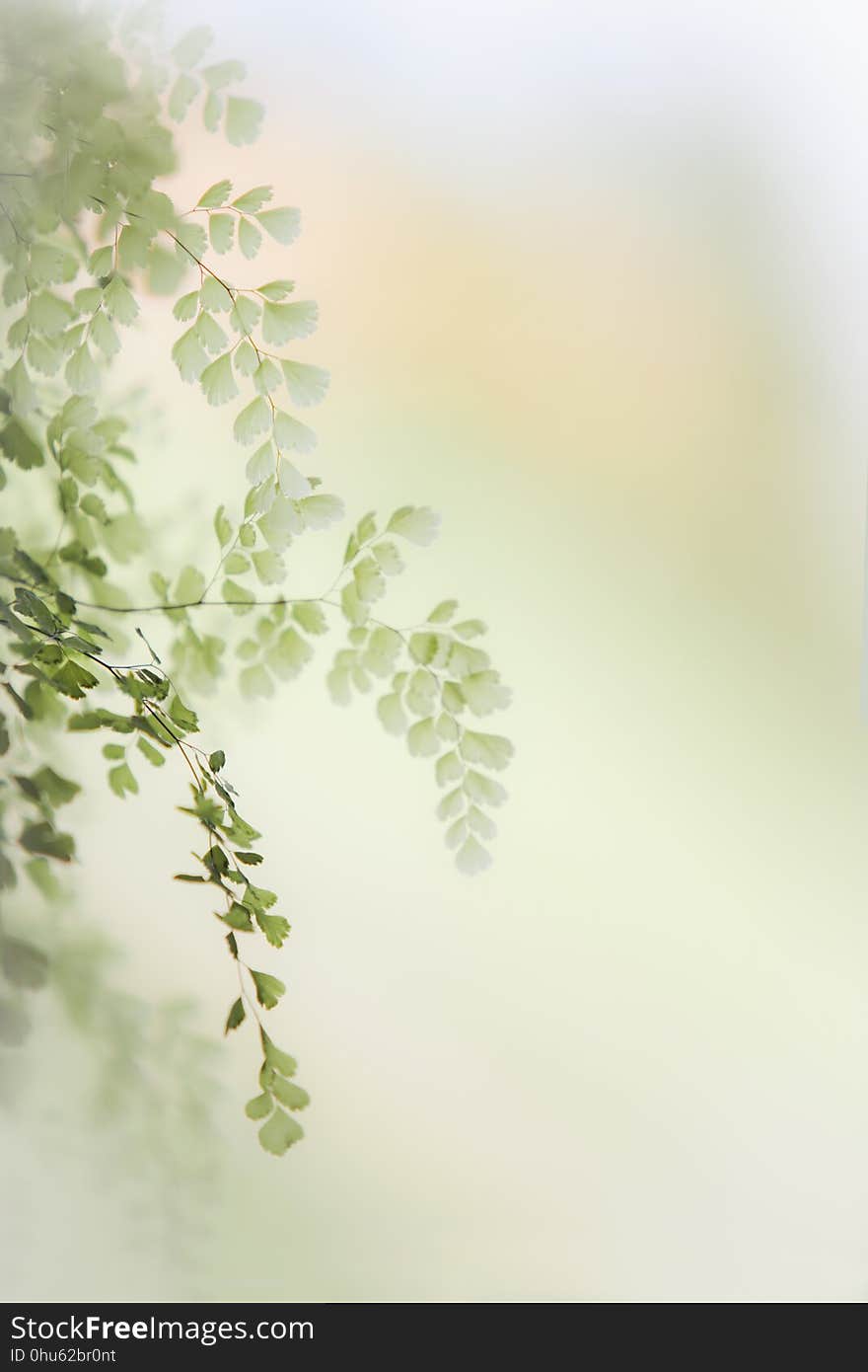 Green, Leaf, Branch, Morning