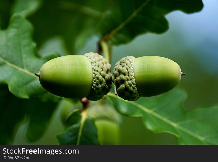 Acorn, Leaf, Tree