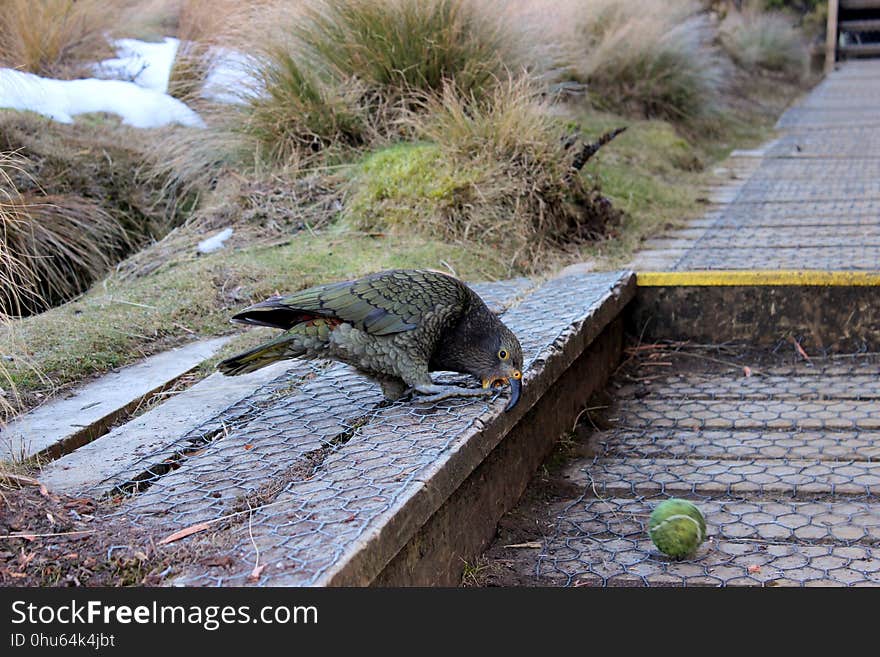 Fauna, Grass, Wildlife, Crocodilia