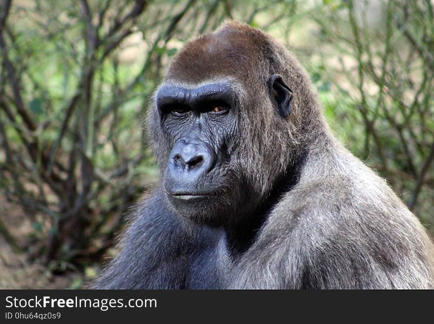 Great Ape, Western Gorilla, Mammal, Fauna