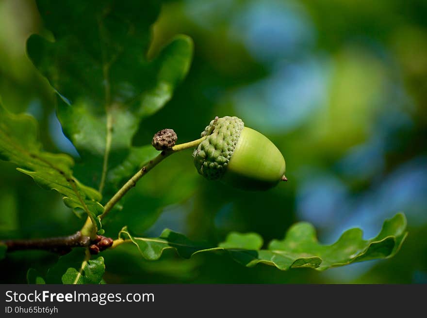 Acorn, Vegetation, Leaf, Branch