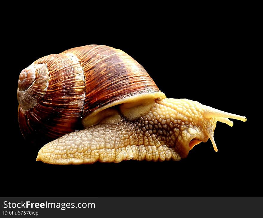 Snails And Slugs, Conchology, Molluscs, Snail