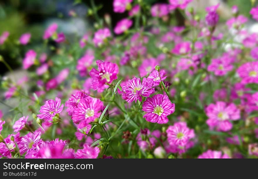 Flower, Plant, Pink, Flora