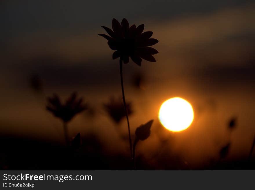 Flower, Sky, Morning, Sun