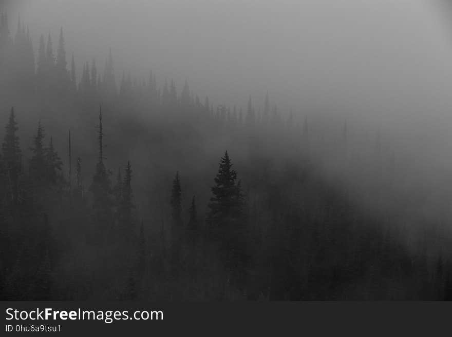 Fog, Mist, Black And White, Atmosphere