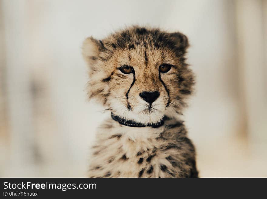 Cheetah, Wildlife, Terrestrial Animal, Mammal