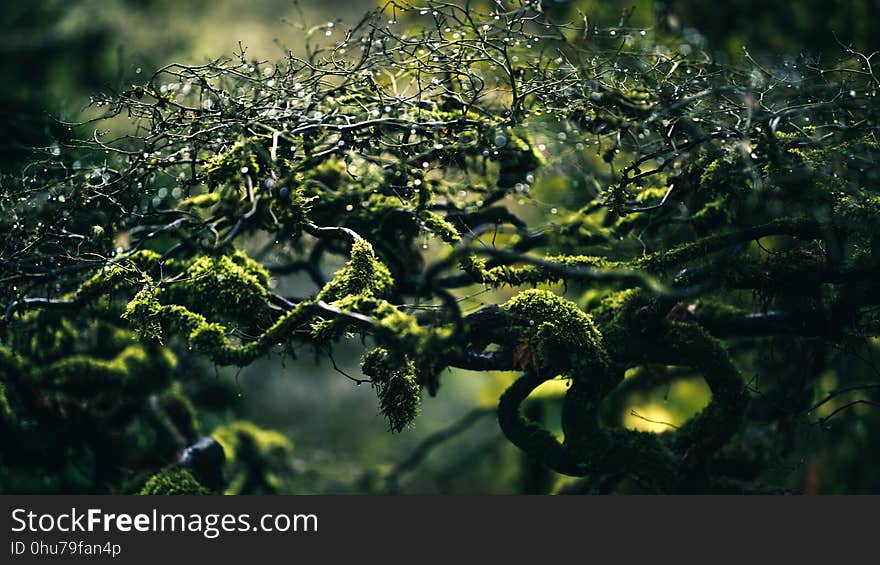 Water, Vegetation, Branch, Leaf