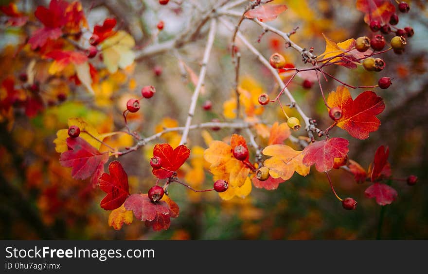 Autumn, Leaf, Flora, Spring